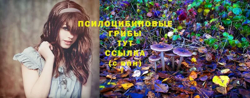 цены   Бежецк  Псилоцибиновые грибы Psilocybe 